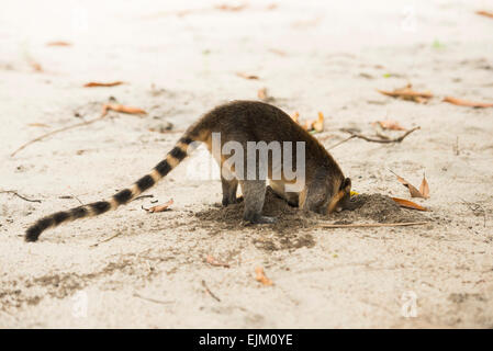 South American coati, or ring-tailed coati, digging for insects, Nasua nasua, Galibi, Suriname Stock Photo