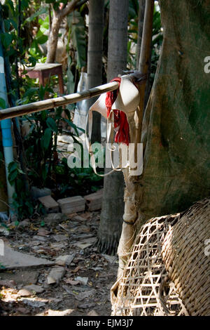 A woman's bra (brassiere) is hanging on a bamboo pole at the University of Agriculture in Kampong Cham, Cambodia. Stock Photo