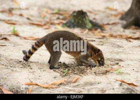 South American coati, or ring-tailed coati, digging for insects, Nasua nasua, Galibi, Suriname Stock Photo