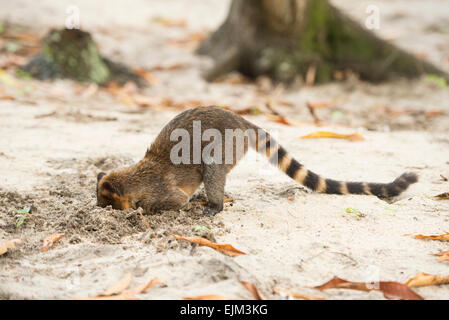 South American coati, or ring-tailed coati, digging for insects, Nasua nasua, Galibi, Suriname Stock Photo