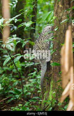 Brazilian porcupine (Coendou prehensilis), Suriname Stock Photo