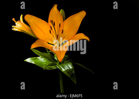 Yellow Asiatic Lily Stock Photo