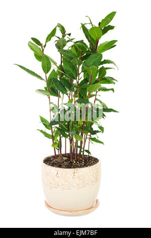 Small laurel tree in flower pot isolated on white background. Closeup. Stock Photo