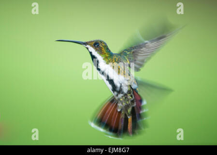 Black-throated mango, Anthracothorax nigricollis, Kabalebo Nature Resort, Suriname Stock Photo