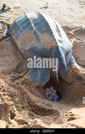 Leatherback Turtle laying eggs on beach, Dominica, Caribbean Stock ...