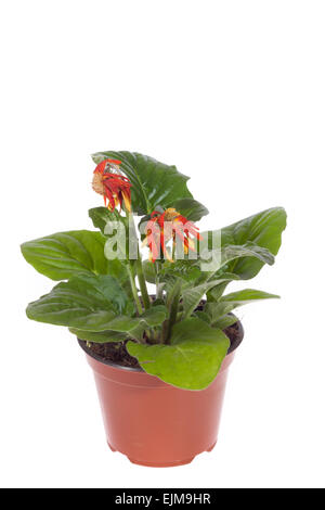 Wilted gerbera isolated on wite Stock Photo