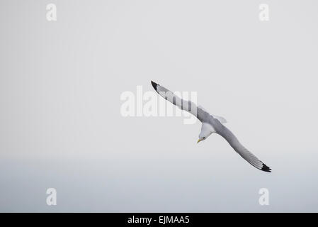 Kittiwake flying over the sea at Seaford Head, East Sussex Stock Photo