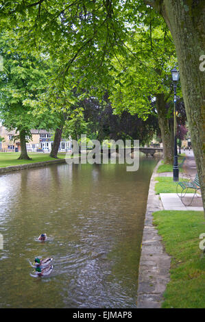 River Windrush in Bourton-on-the-Water, with three ducks, the Cotswolds, England, United Kingdom Stock Photo