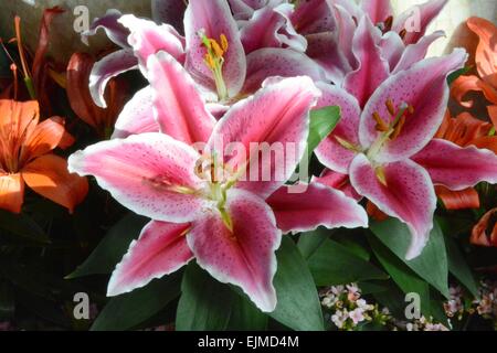Pink/white Lilies - Albuquerque, New Mexico - USA Stock Photo