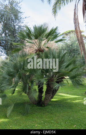 Multi stemmed specimen of the European fan palm, Chamaerops humilis Stock Photo