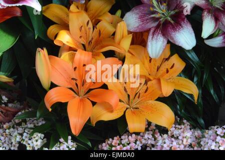 Orange Lilies Albuquerque, New Mexico - USA Stock Photo
