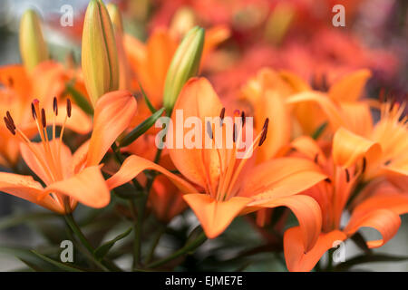 Lilium Orange Matrix, Asiatic lily Stock Photo