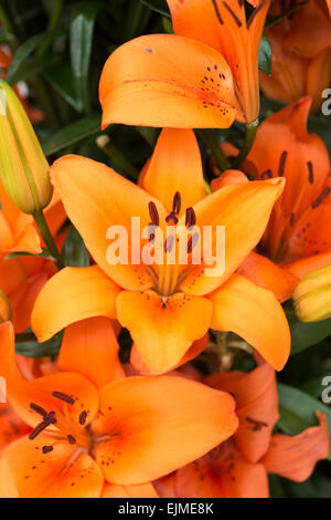 Lilium Tresor, orange Asiatic lily Stock Photo