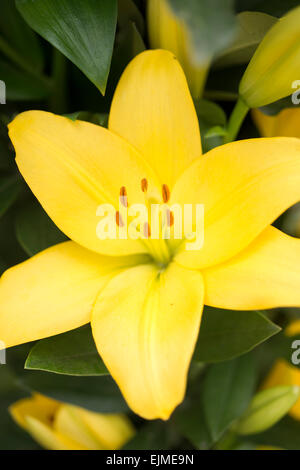 Lilium La Nashville, yellow Asiatic hybrid lily flower Stock Photo ...
