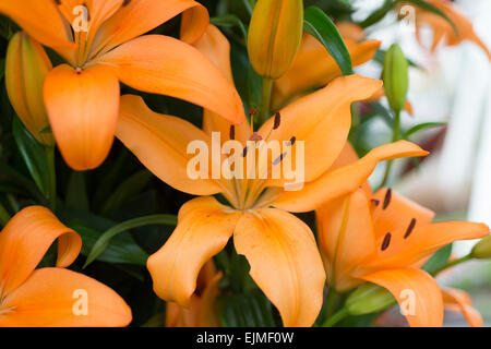 Lilium Puma, orange hybrid lily at Keukenhof display, Netherlands Stock ...