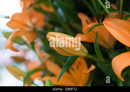 Lilium Puma, orange hybrid lily Stock Photo - Alamy