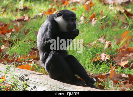 Central African L'Hoest's monkey (Cercopithecus lhoesti) eating Stock Photo