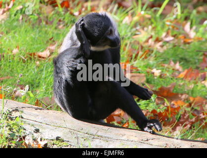 Central African L'Hoest's monkey (Cercopithecus lhoesti) scratching his head Stock Photo