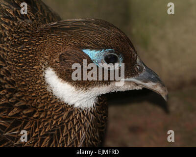 himalayan monal pheasant female