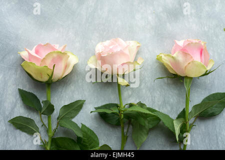 Pink and green cut roses in still life arrangement Stock Photo
