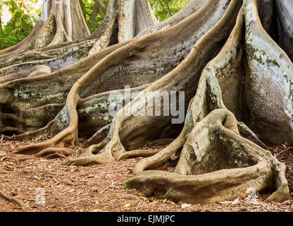 Strange spreading roots of the Moreton Bay Fig Tree as seen in Jurassic Park film Stock Photo