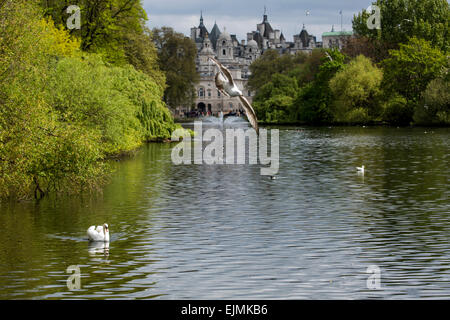 St. James's Park lake with swans, Whitehall, London Stock Photo