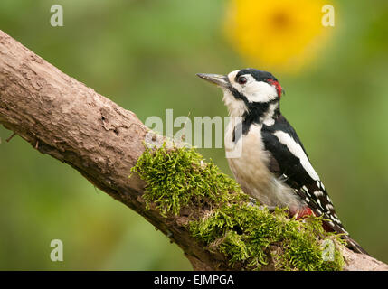 Poland,July.Adult male of the great spotted woodpecker sitting on the dead bough.In the background a yellow flower is visible. Stock Photo