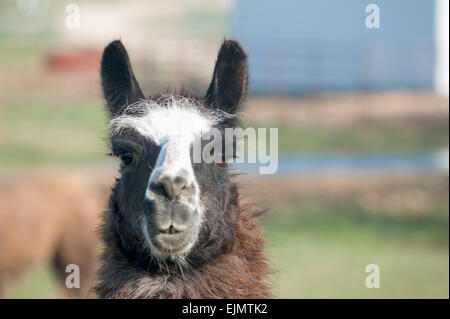 Close-up of a brown and white llama headshot Stock Photo