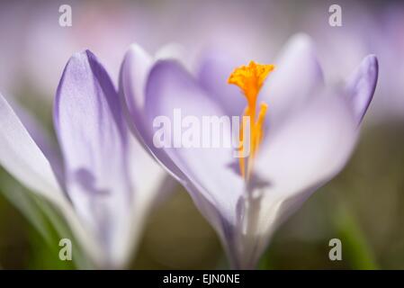 Woodland crocus (Crocus tommasinianus), Germany Stock Photo