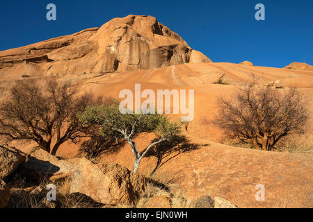 Blue-leaved corkwood (Commiphora glaucescens) and Shepherd's tree (Boscia albitrunca) within the rock formations of Spitzkoppe Stock Photo