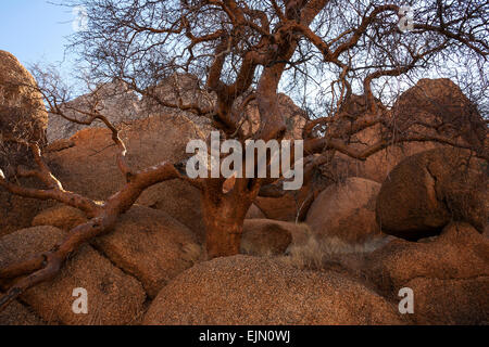 Blue-leaved corkwood (Commiphora glaucescens), Spitzkoppe, Damaraland, Namibia Stock Photo