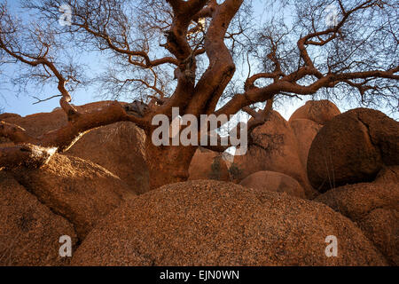 Blue-leaved corkwood (Commiphora glaucescens), Spitzkoppe, Damaraland, Namibia Stock Photo