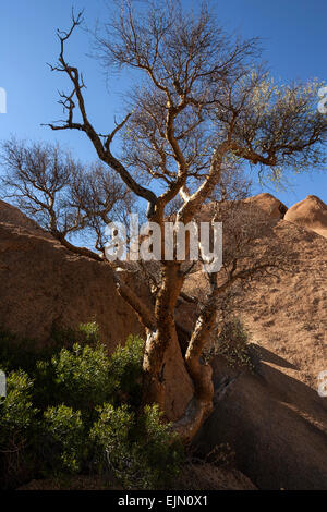 Blue-leaved corkwood (Commiphora glaucescens), Spitzkoppe, Damaraland, Namibia Stock Photo