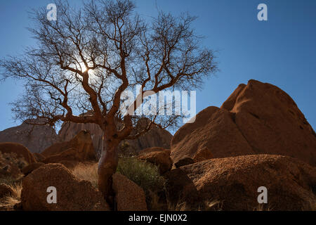 Blue-leaved corkwood (Commiphora glaucescens), backlight, Spitzkoppe, Damaraland, Namibia Stock Photo