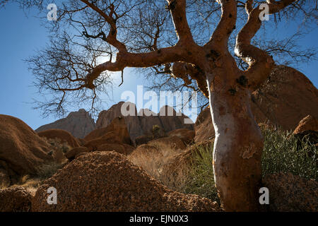 Blue-leaved corkwood (Commiphora glaucescens), backlight, Spitzkoppe, Damaraland, Namibia Stock Photo