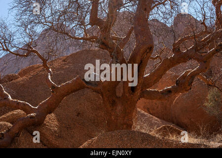 Blue-leaved corkwood (Commiphora glaucescens), Spitzkoppe, Damaraland, Namibia Stock Photo