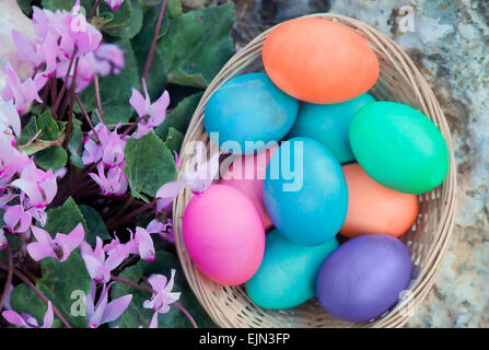 Easter eggs basket with Cyclamen flowers, view from above Stock Photo
