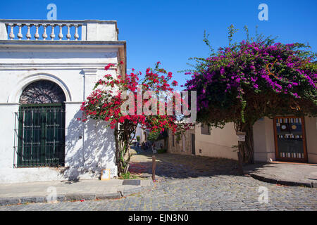 Old colonial house with flowers. Historical neighborhood of Colonia del Sacramento, Uruguay. Stock Photo