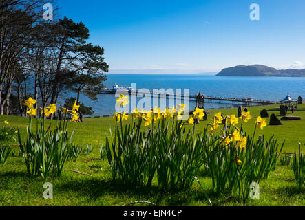 Daffodils blooming in Happy Valley Park, with Llandudno pier, Wales, UK Stock Photo