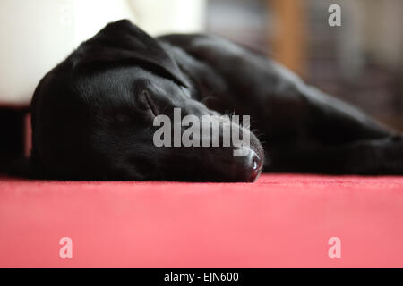 A young, black Labrador Retriever (female, 18 month old) sleeping on the carpet in the living room. Germany. Stock Photo