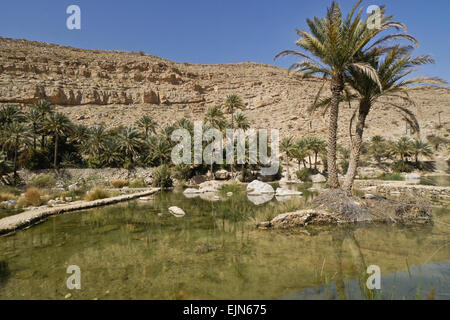 Pool and date palms in Wadi Bani Khalid, Sultanate of Oman Stock Photo