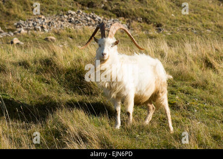 Kashmiri Goat on the Great Orme at Llandudno, Conwy, Wales, UK Stock Photo