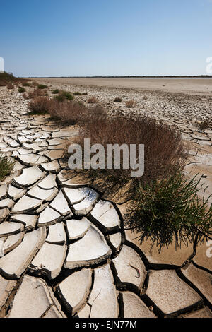 Desert landscape with dry bushes vertically Stock Photo