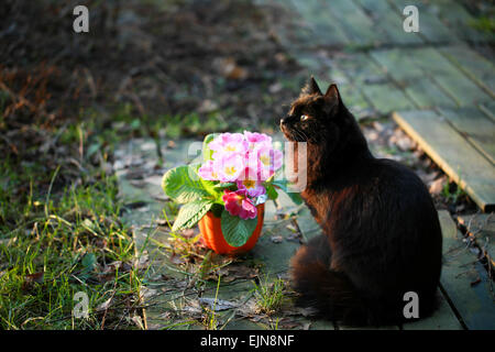 Black cat sits by a saintpaulia flower pot in a spring afternoon Stock Photo