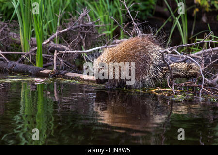 North American Porcupine on the Flambeau River Stock Photo