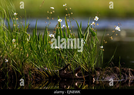 Broad-leaved arrowhead Stock Photo