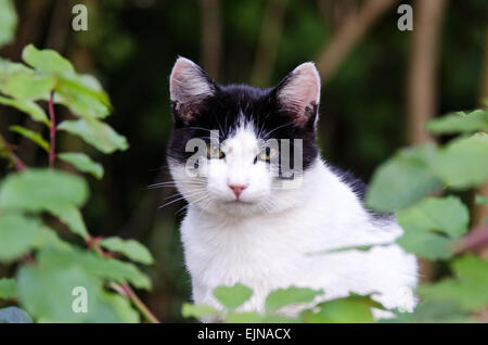A black and white cat looks through foliage at the camera in Santenay, Côte-dOr, France. Stock Photo