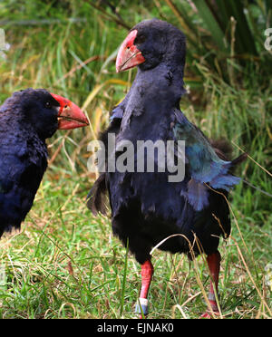 takahe endangered flightless bird indigenous to New Zealand at Zealandia  Preserve Wellington Stock Photo