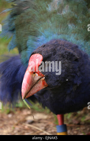 takahe endangered flightless bird indigenous to New Zealand at Zealandia  Preserve Wellington Stock Photo