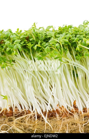 Bunch of isolated garden cress sprouts Stock Photo